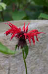 Scarlet beebalm